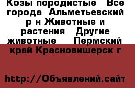 Козы породистые - Все города, Альметьевский р-н Животные и растения » Другие животные   . Пермский край,Красновишерск г.